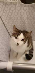 Lost Cat