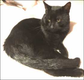 Lost Cat
