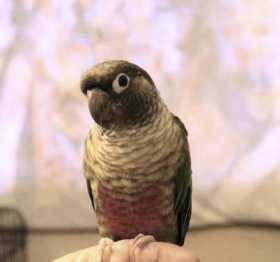 Lost Conure