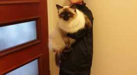 Lost Cat