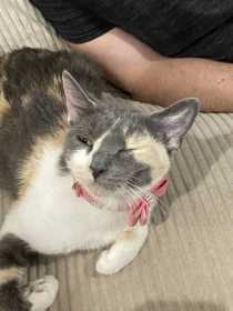 Lost Cat