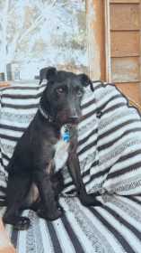 Lost Dog