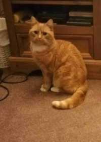 Lost Cat