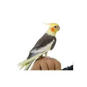 Lost Cockatiel