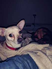 Lost Dog