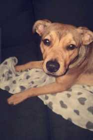 Lost Dog