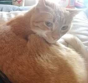 Lost Cat