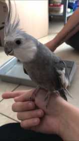 Lost Cockatiel