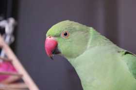 Lost Indian Ringneck Parakeet