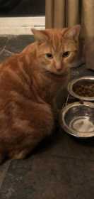 Lost Cat