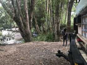 Lost Dog