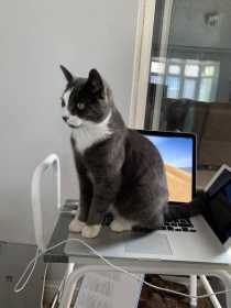 Lost Cat