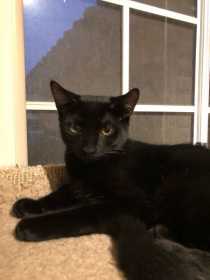 Lost Cat