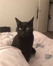 Lost Cat
