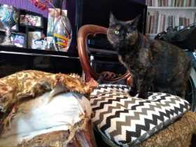 Lost Cat