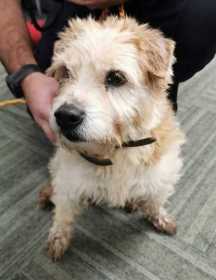 Lost Dog