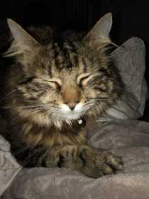 Lost Cat