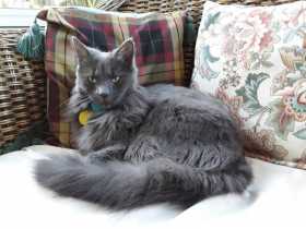 Lost Cat