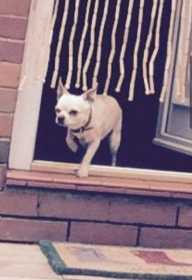Lost Dog