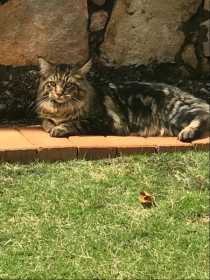 Lost Cat