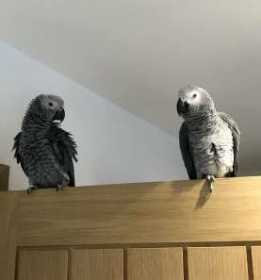 Lost African Grey