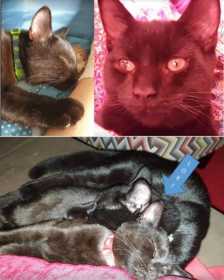 Lost Cat