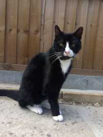 Lost Cat