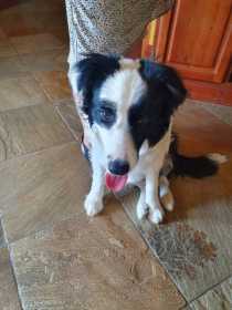 Lost Dog