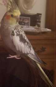 Lost Cockatiel