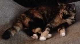 Lost Cat