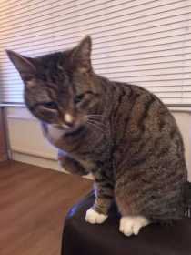 Lost Cat