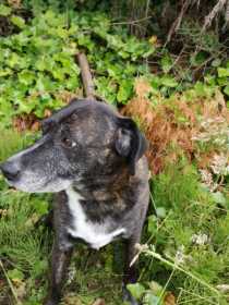 Lost Dog