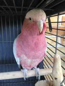 Lost Galah Cockatoo