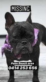 Lost Dog
