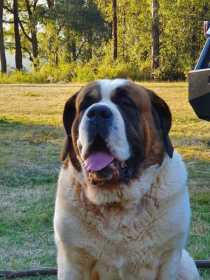 Lost Dog