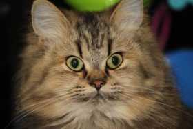 Lost Cat