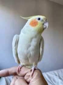 Lost Cockatiel