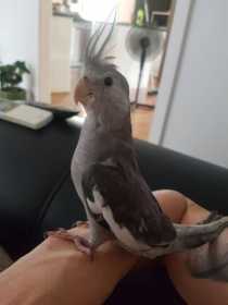 Lost Cockatiel