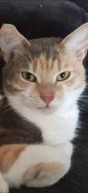 Lost Cat