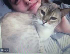 Lost Cat