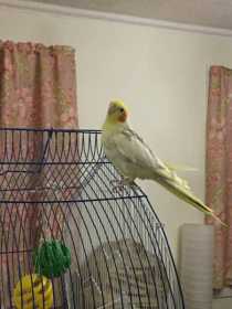 Lost Cockatiel