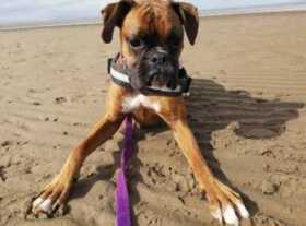 Lost Dog