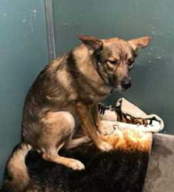 Lost Dog