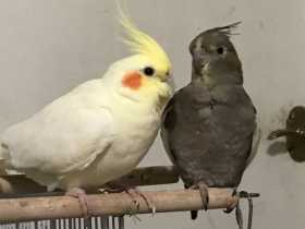 Lost Cockatiel