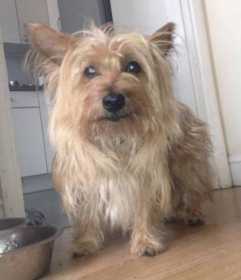 Lost Dog
