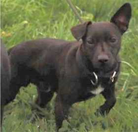 Lost Dog