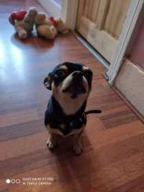 Lost Dog
