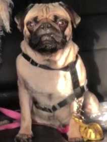 Lost Dog