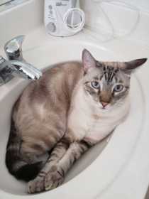 Lost Cat