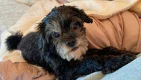 Lost Dog